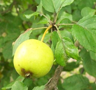 Wildapfel
